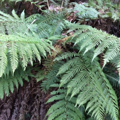 Dicksonia antarctica (Soft Treefern) at Cotter River, ACT - 27 Aug 2019 by NickiTaws