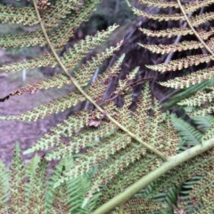 Dicksonia antarctica at Cotter River, ACT - suppressed