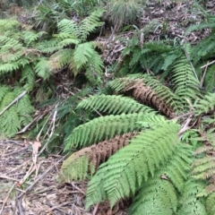 Dicksonia antarctica (Soft Treefern) at Cotter River, ACT - 27 Aug 2019 by NickiTaws