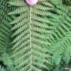 Dicksonia antarctica at Cotter River, ACT - suppressed