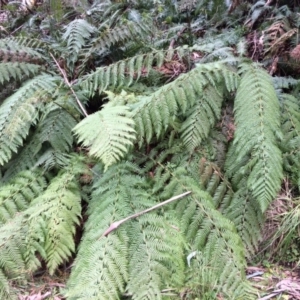 Dicksonia antarctica at Cotter River, ACT - suppressed