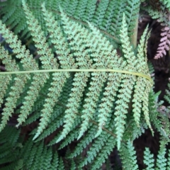 Dicksonia antarctica at Cotter River, ACT - suppressed