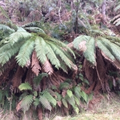 Dicksonia antarctica (Soft Treefern) at Cotter River, ACT - 27 Aug 2019 by NickiTaws