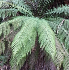 Dicksonia antarctica (Soft Treefern) at Cotter River, ACT - 27 Aug 2019 by NickiTaws