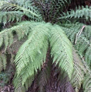 Dicksonia antarctica at Cotter River, ACT - suppressed