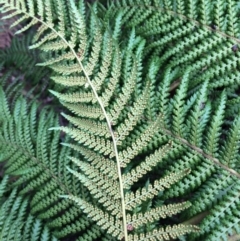 Dicksonia antarctica at Cotter River, ACT - suppressed