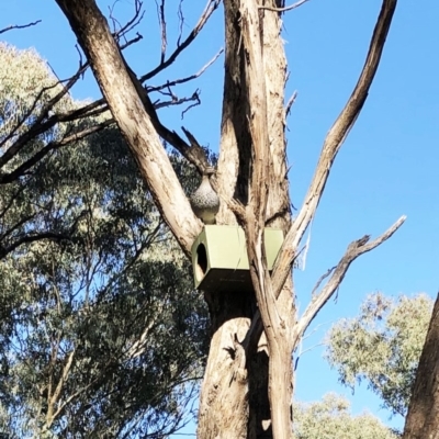Chenonetta jubata (Australian Wood Duck) at Garran, ACT - 10 Sep 2019 by ruthkerruish