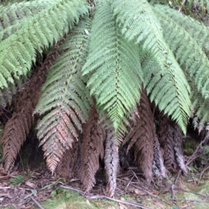 Dicksonia antarctica at Cotter River, ACT - suppressed