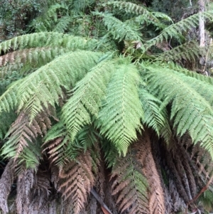 Dicksonia antarctica at Cotter River, ACT - suppressed