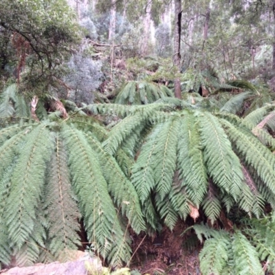 Dicksonia antarctica (Soft Treefern) at Cotter River, ACT - 27 Aug 2019 by NickiTaws