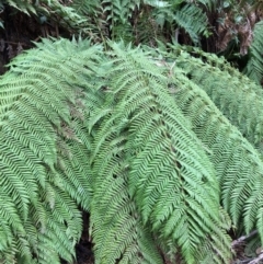 Dicksonia antarctica (Soft Treefern) at Cotter River, ACT - 27 Aug 2019 by NickiTaws