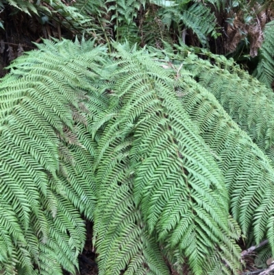 Dicksonia antarctica (Soft Treefern) at Cotter River, ACT - 27 Aug 2019 by NickiTaws