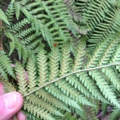 Dicksonia antarctica at Cotter River, ACT - suppressed