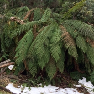 Dicksonia antarctica at Cotter River, ACT - suppressed