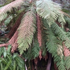 Dicksonia antarctica (Soft Treefern) at Cotter River, ACT - 27 Aug 2019 by NickiTaws