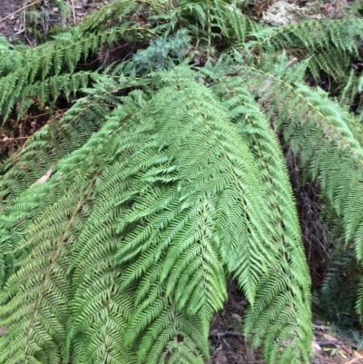 Dicksonia antarctica (Soft Treefern) at Cotter River, ACT - 27 Aug 2019 by NickiTaws