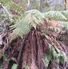 Dicksonia antarctica (Soft Treefern) at Cotter River, ACT - 27 Aug 2019 by NickiTaws