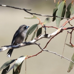 Artamus cyanopterus at Rendezvous Creek, ACT - 4 Sep 2019 01:02 PM