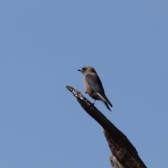 Artamus cyanopterus at Rendezvous Creek, ACT - 4 Sep 2019 01:02 PM