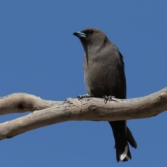 Artamus cyanopterus at Rendezvous Creek, ACT - 4 Sep 2019 01:02 PM