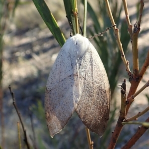 Gastrophora henricaria at Dunlop, ACT - 10 Sep 2019