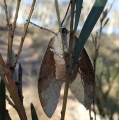 Gastrophora henricaria at Dunlop, ACT - 10 Sep 2019