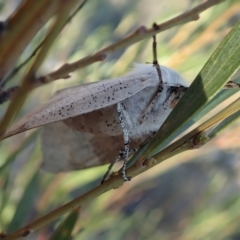 Gastrophora henricaria at Dunlop, ACT - 10 Sep 2019