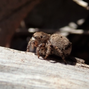 Maratus vespertilio at Dunlop, ACT - 10 Sep 2019