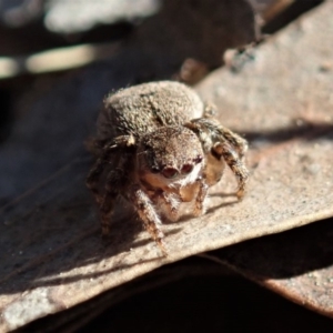 Maratus vespertilio at Dunlop, ACT - 10 Sep 2019