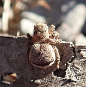 Maratus vespertilio at Dunlop, ACT - 10 Sep 2019