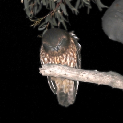 Ninox boobook (Southern Boobook) at Majura, ACT - 10 Sep 2019 by jb2602