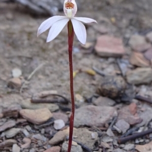 Caladenia fuscata at Carwoola, NSW - 11 Sep 2019