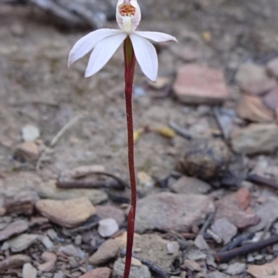 Caladenia fuscata (Dusky Fingers) at Stony Creek Nature Reserve - 11 Sep 2019 by JanetRussell