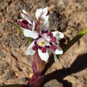 Wurmbea dioica subsp. dioica at Carwoola, NSW - 11 Sep 2019 12:14 PM