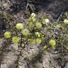 Acacia ulicifolia (Prickly Moses) at Carwoola, NSW - 11 Sep 2019 by JanetRussell