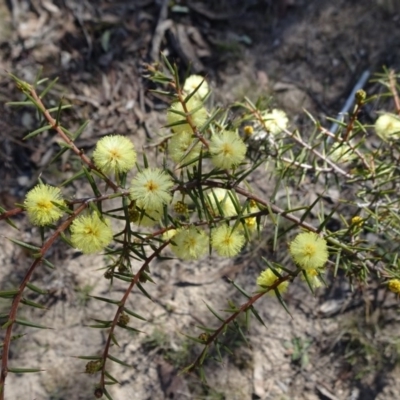 Acacia ulicifolia (Prickly Moses) at Carwoola, NSW - 10 Sep 2019 by JanetRussell