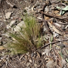 Nassella trichotoma (Serrated Tussock) at Carwoola, NSW - 11 Sep 2019 by JanetRussell