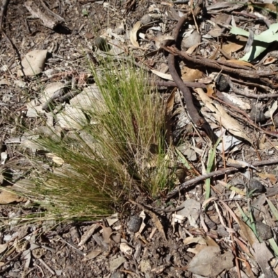 Nassella trichotoma (Serrated Tussock) at Carwoola, NSW - 11 Sep 2019 by JanetRussell