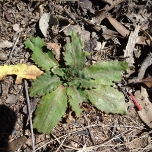 Solenogyne dominii at Carwoola, NSW - 11 Sep 2019 11:30 AM