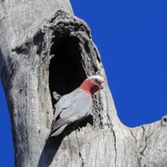 Eolophus roseicapilla (Galah) at Bruce, ACT - 11 Sep 2019 by AlisonMilton