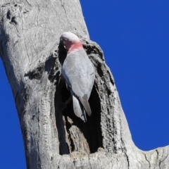 Eolophus roseicapilla at Bruce, ACT - 11 Sep 2019 10:18 AM