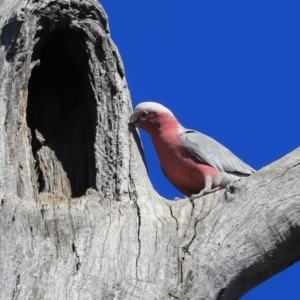 Eolophus roseicapilla at Bruce, ACT - 11 Sep 2019 10:18 AM