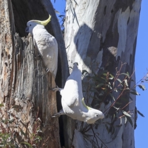 Cacatua galerita at Bruce, ACT - 11 Sep 2019