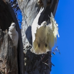 Cacatua galerita at Bruce, ACT - 11 Sep 2019