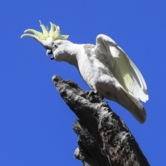 Cacatua galerita at Bruce, ACT - 11 Sep 2019