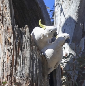 Cacatua galerita at Bruce, ACT - 11 Sep 2019