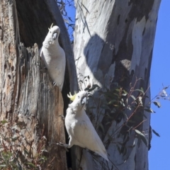 Cacatua galerita at Bruce, ACT - 11 Sep 2019