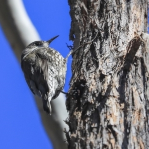 Cormobates leucophaea at Bruce, ACT - 11 Sep 2019