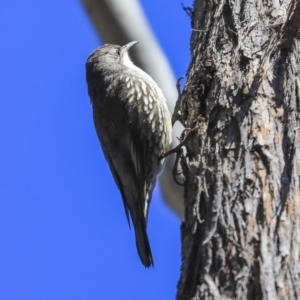 Cormobates leucophaea at Bruce, ACT - 11 Sep 2019