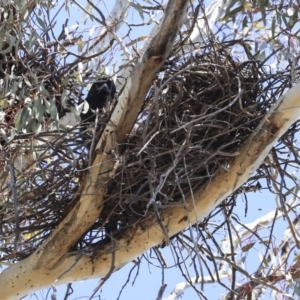 Corvus coronoides at Bruce, ACT - 11 Sep 2019 11:56 AM